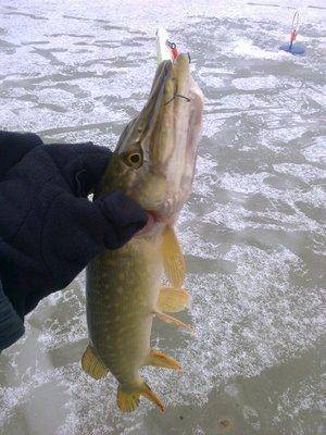 56e3bccf41758_2990.thumb.jpg.1899bbfe6b9