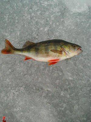 56e57a95d547f_12-132016010.thumb.jpg.a68