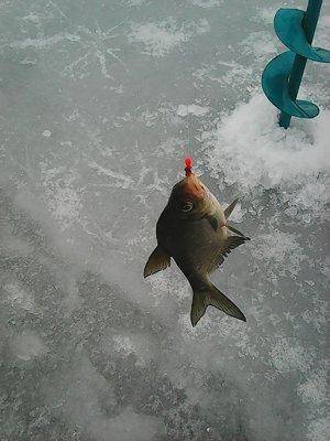 56e57ad440a6f_12-132016011.thumb.jpg.42c