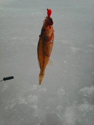 56e57b03c1ca3_12-132016012.thumb.jpg.387