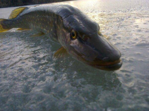 56ec4e3776a80_3005.thumb.jpg.8de7eb6a5cd