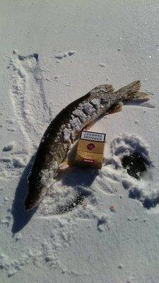 56ed621a9657c_IMG_20160319_1142421.thumb