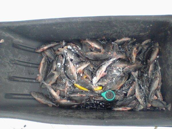 56eed99855879_-0112.thumb.jpg.d297903f0b