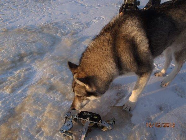 со снежиком в болоте 069.JPG