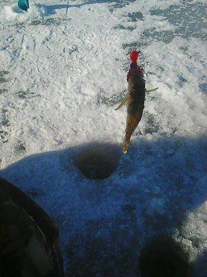 56f1b224a2d90_22.03.2016010.thumb.jpg.c1