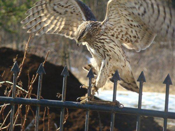 Неожиданный трофей.jpg