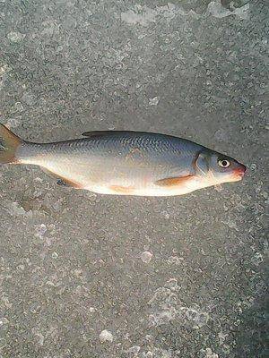 56f79f7c7436d_26.032016034.thumb.jpg.31f