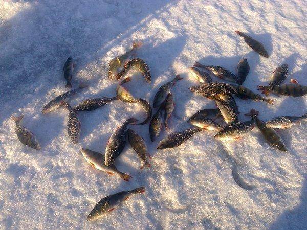 56f7d5f6d8fc0_3067.thumb.jpg.5eaf3c7881a