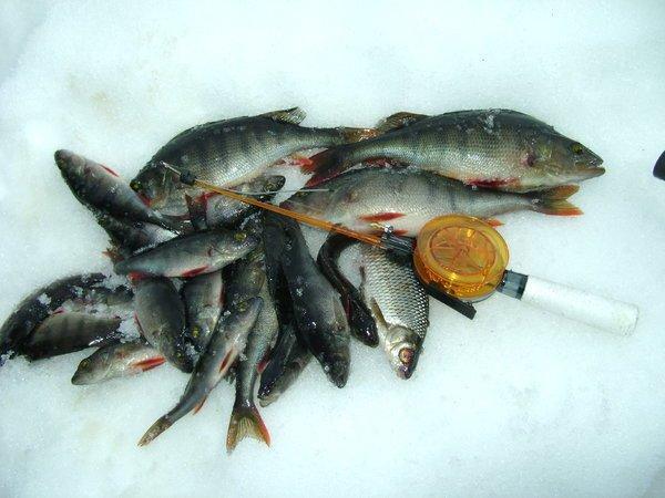 DSC03637.thumb.JPG.70a3e4801a1e3977fc324