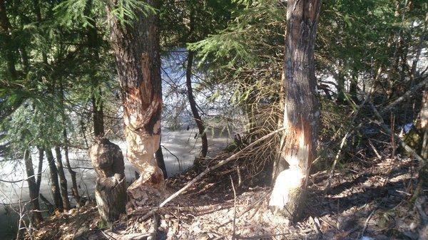 DSC_1151.thumb.JPG.5ac9644c3fa665d8b10cd