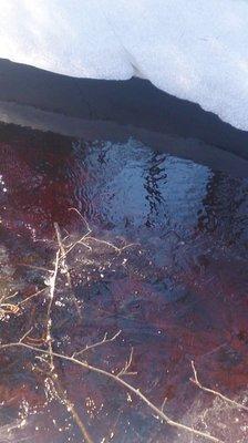 DSC_1167.thumb.JPG.6e1ee33141cac7bff47bf