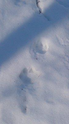 DSC_1169.thumb.JPG.1ddeb830ce15484fc7a8b