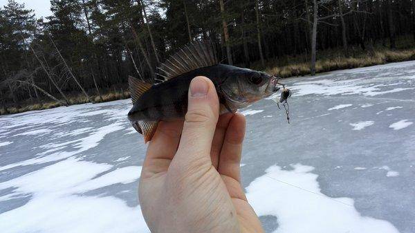 IMG_20160326_115417.thumb.jpg.bba21350be