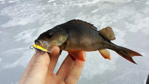 IMG_20160326_131014.thumb.jpg.cf9bdf7e87