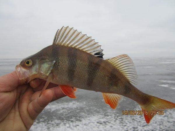 IMG_8505.thumb.JPG.d14a790ee7899ac854082