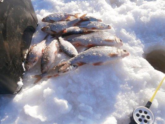 P2180579.thumb.JPG.ad3d45f110188db61b44c