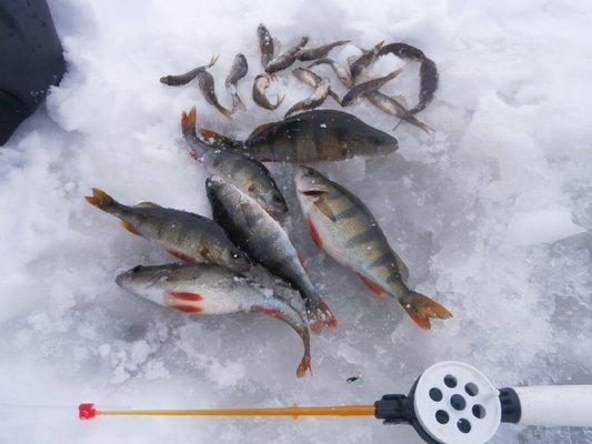 P2220586.thumb.JPG.8b9005eb0073a7fe4c681