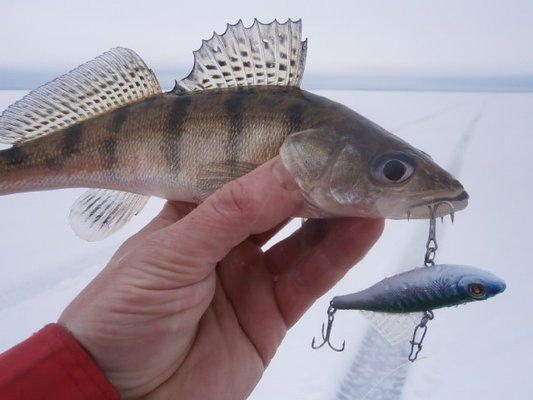 P2240591.thumb.JPG.461c52f694a42b413b73b