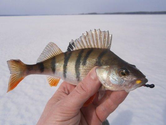 P2270596.thumb.JPG.e777fdd0078347396f35e