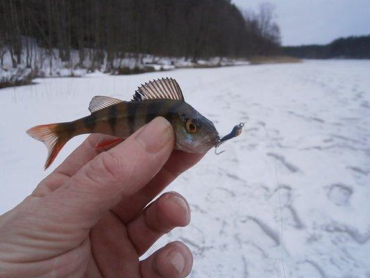 P3060619.thumb.JPG.e49f73f89d5d351671dbf