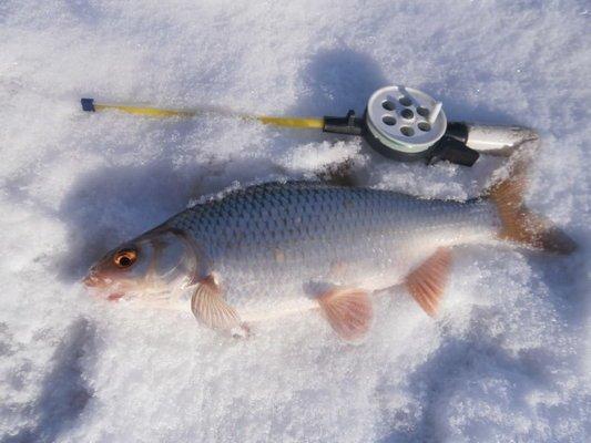 P3080624.thumb.JPG.def3ab2dede49695284d9