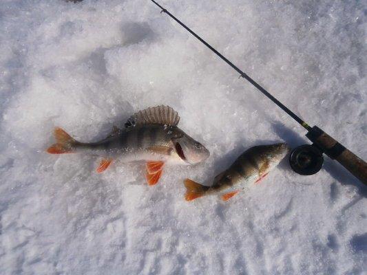 P3140631.thumb.JPG.b007b9a0506f433ccfb03