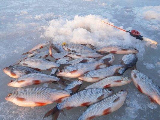 P3180639.thumb.JPG.d52fed5e650e410a5783e