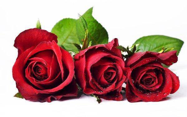 Valentines-Roses.thumb.jpg.b3ff79b12d888