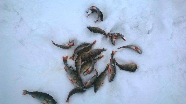 WP_20160305_005.thumb.jpg.639839a7025433