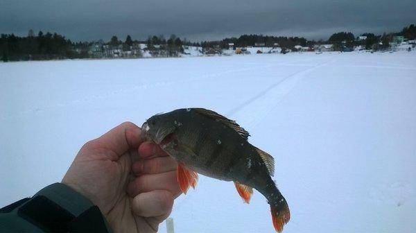 WP_20160305_006.thumb.jpg.a85d52a013a37b