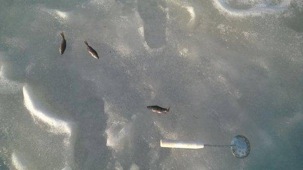 WP_20160312_003.thumb.jpg.c95df610769673