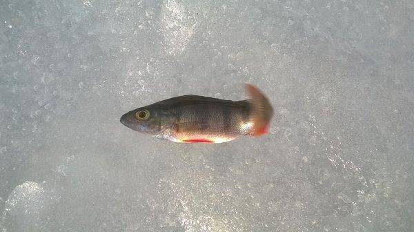 WP_20160312_004.thumb.jpg.806bc0ae635e9d