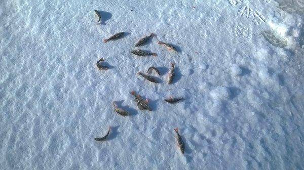 WP_20160326_007.thumb.jpg.0a55f9161e0d8c