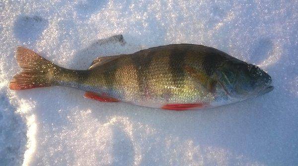 WP_20160326_017.thumb.jpg.2a60b627603737