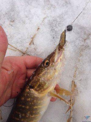 0NAoqPsH2tI.thumb.jpg.cb24340164f200d6ee