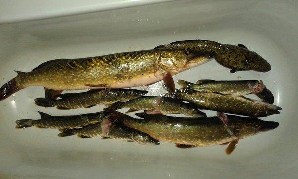 20151104_224640.thumb.jpg.145f5a730f60b8