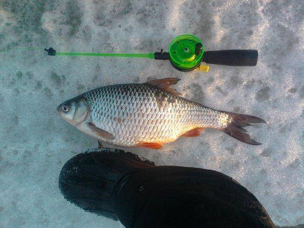 5700b94dbc257_0686.thumb.jpg.3c7f6624ff4