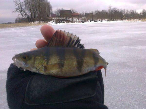 5701056723c1b_3072.thumb.jpg.8970a7f72e8