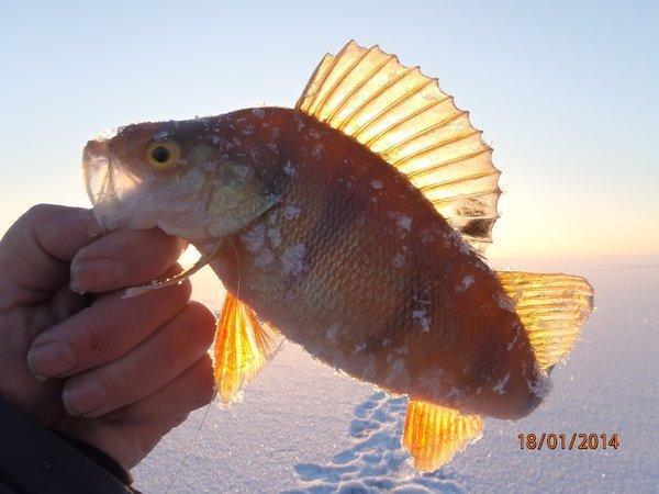 аркацкий2014 014.JPG