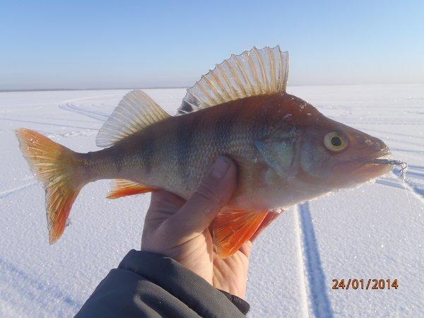 арк на 2014 002.JPG