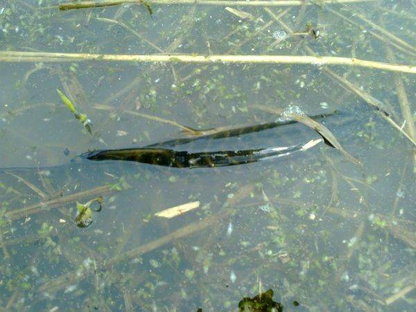 57137404213f2_3184.thumb.jpg.2a64d48377b