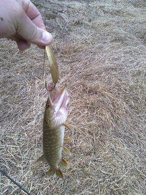 5713756c334f9_3188.thumb.jpg.55985ccea27