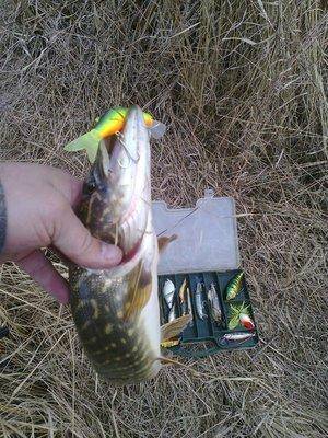 571376b17eab5_3190.thumb.jpg.dbe41904795