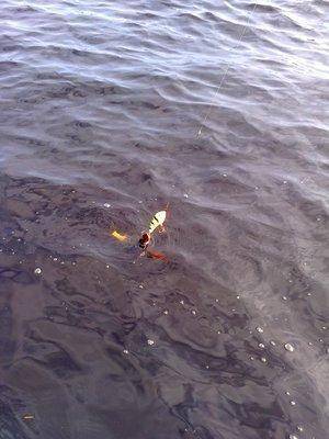 571a84f720f96_0683.thumb.jpg.ee5d2e5eccc