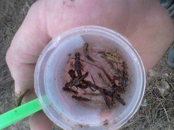 571ccda67986b_-0141.thumb.jpg.ff1ddb9a48