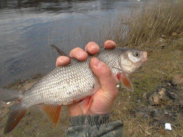 571ccdabb3235_-0143.thumb.jpg.dc81885368