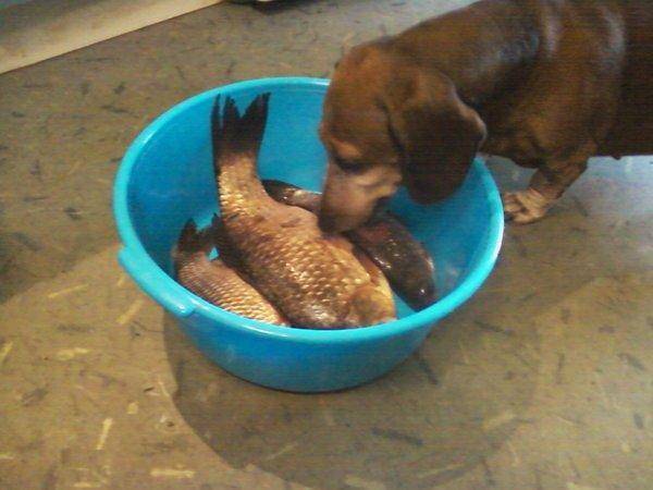 Фото-0024 караси в тазике.jpg