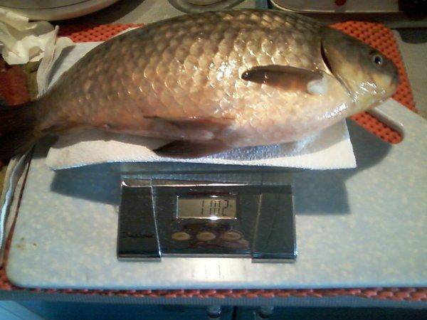 Фото-0016вес карася 1100гр..jpg