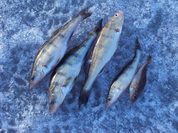 DSC01181.thumb.JPG.59032e22d0d8c1e182b89