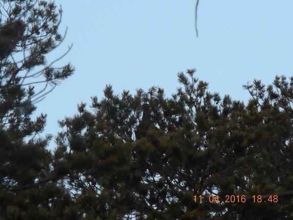 DSCN0257.thumb.JPG.929e38af110d53f4d1403